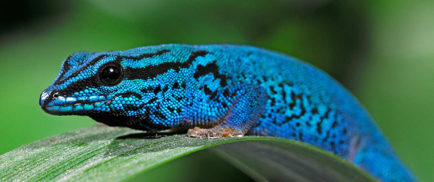 AdobeStock_187014438_bearb